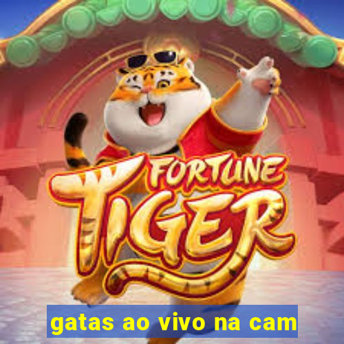 gatas ao vivo na cam